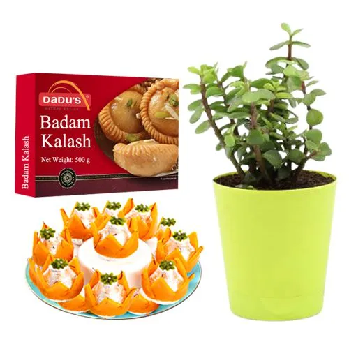 Badam Kalash from Dadus with a Jade Plant in Plastic Pot