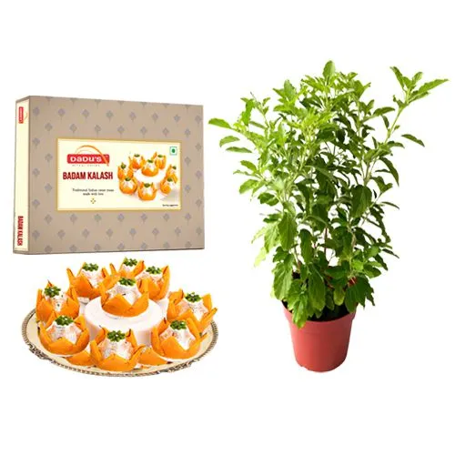 Badam Kalash from Dadus with a Tulsi Plant