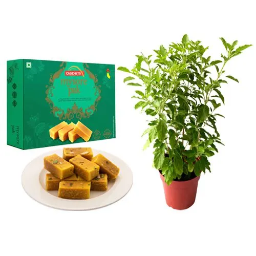 Ghee Mysorepak from Dadus with a Tulsi Plant