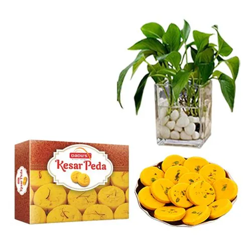 Kesar Peda from Dadus with a Money Plant in Glass Pot