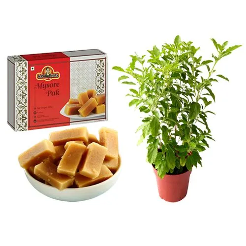 Milk Mysorepak from G Pulla Reddy with Tulsi Plant
