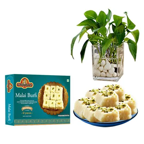 Malai Burfi from G Pulla Reddy with a Money Plant