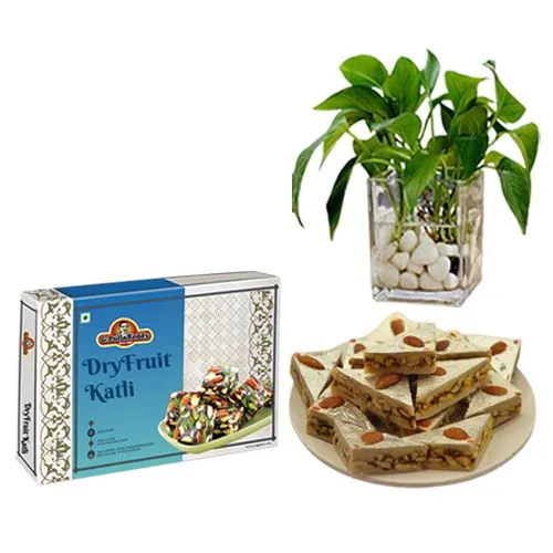 DryFruit Katli from G Pulla Reddy with Money Plant