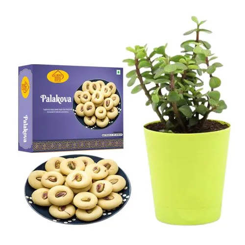 Palakova from Almond House with Jade Plant