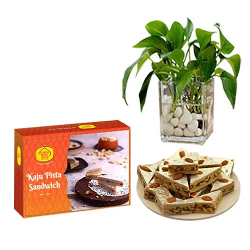 Kaju Pista Sandwich from Almond House with a Money Plant