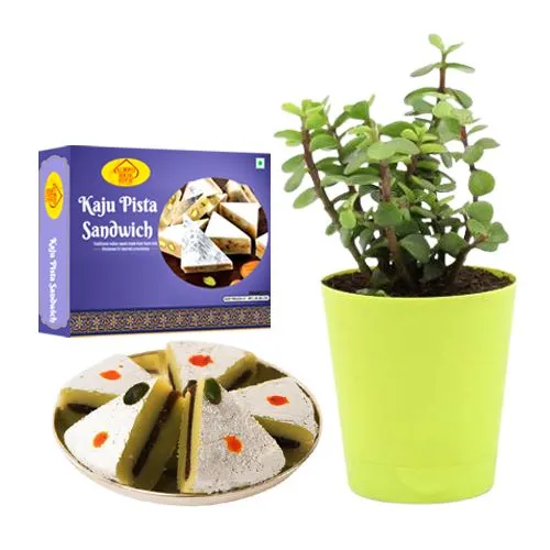 Kaju Pista Sandwich from Almond House with a Jade Plant