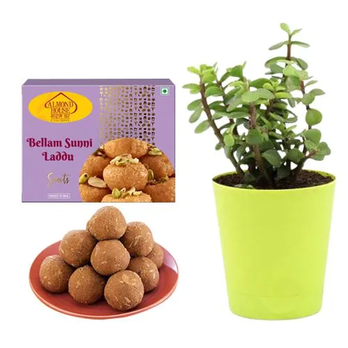 Bellam Sunni Laddu from Almond House with Jade Plant