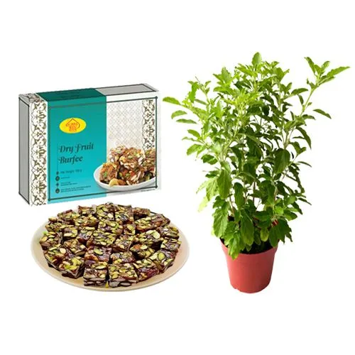 Dry Fruit Burfi from Almond House with Tulsi Plant