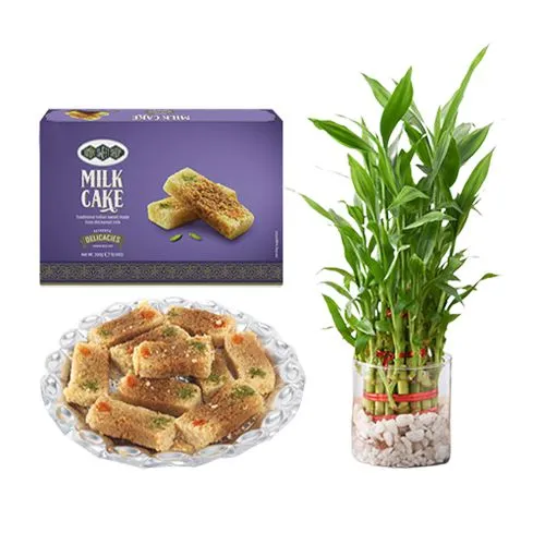 Milk Cake Box from Bombay Sweet Shop with Lucky Bamboo  Plant