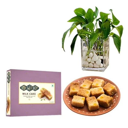 Milk Cake Box from Bombay Sweet Shop with a Money Plant in Glass Pot