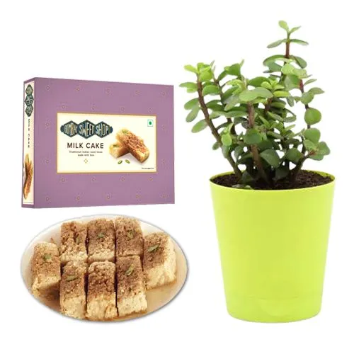 Milk Cake Box from Bombay Sweet Shop with a Jade Plant in Plastic Pot