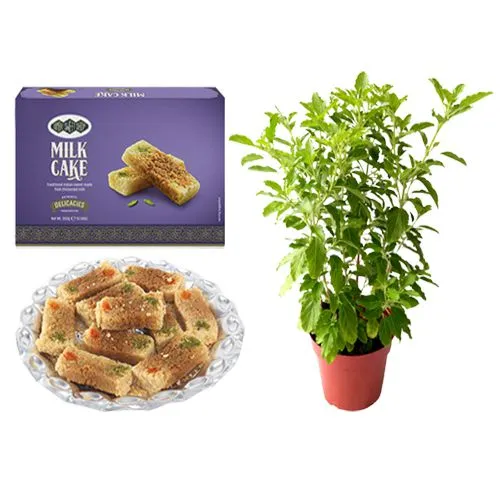Milk Cake Box from Bombay Sweet Shop with a Tulsi Plant