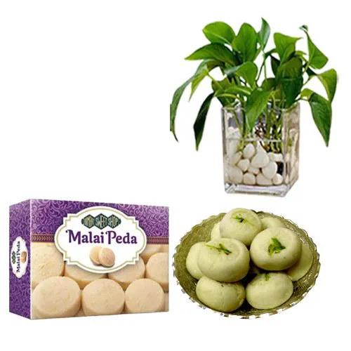 Malai Peda Box from Bombay Sweet Shop with a Money Plant in Glass Pot