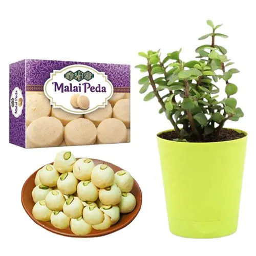 Malai Peda Box from Bombay Sweet Shop with a Jade Plant in Plastic Pot
