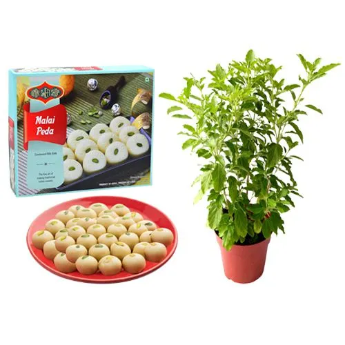 Malai Peda Box from Bombay Sweet Shop with a Tulsi Plant
