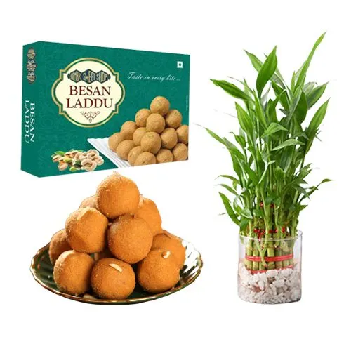 Ferrero Rocker Besan Laddu Box from Bombay Sweet Shop with Lucky Bamboo Plant