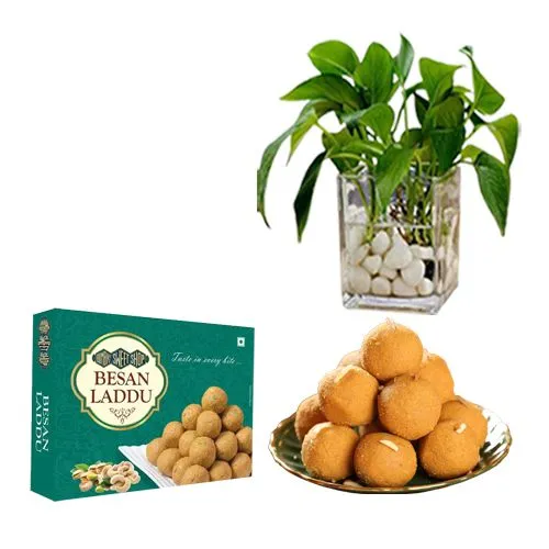 Ferrero Rocker Besan Laddu Box from Bombay Sweet Shop with Money Plant in Glass Pot
