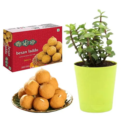 Ferrero Rocker Besan Laddu Box from Bombay Sweet Shop with Jade Plant