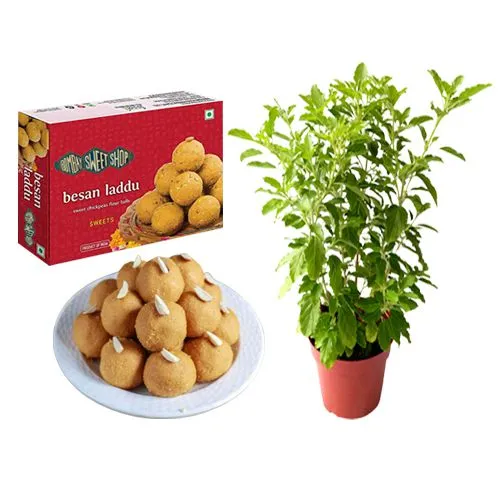Ferrero Rocker Besan Laddu Box from Bombay Sweet Shop with a Tulsi Plant