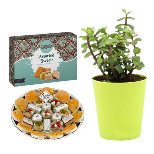 Assorted Sweets Box from Bombay Sweet Shop with a Jade Plant in Plastic Pot