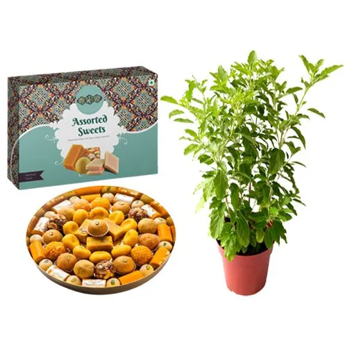 Assorted Sweets Box from Bombay Sweet Shop with a Tulsi Plant