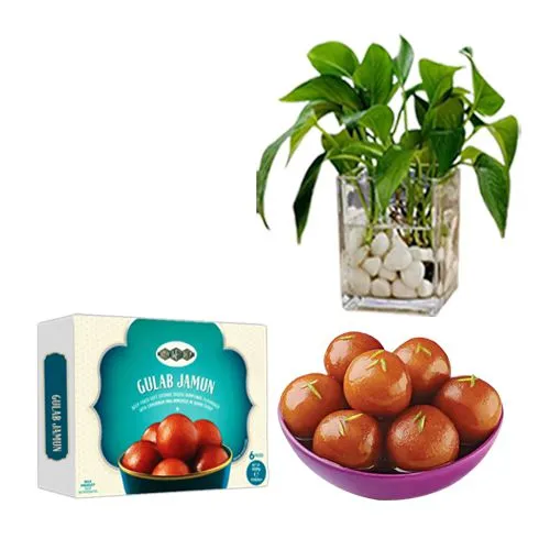 Gulab Jamun from Bombay Sweet Shop with a Money Plant in Glass Pot