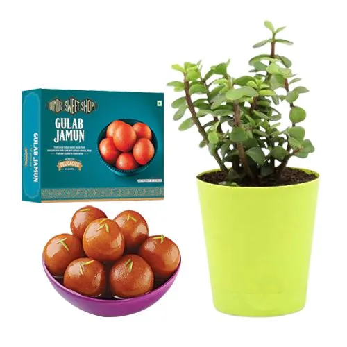 Gulab Jamun from Bombay Sweet Shop with a Jade Plant in Plastic Pot
