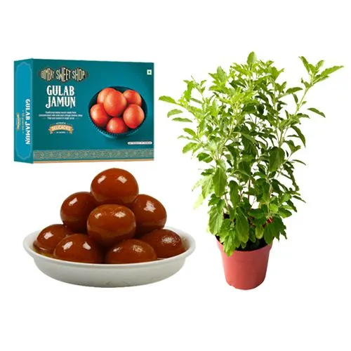 Gulab Jamun from Bombay Sweet Shop with a Tulsi Plant