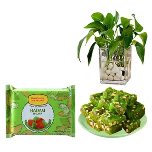 Badam Pista Halwa from American Dry Fruits with Money Plant