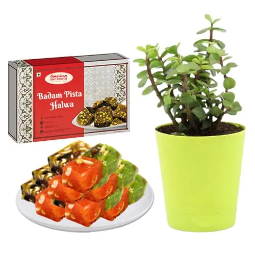 Badam Pista Halwa from American Dry Fruits with Jade Plant