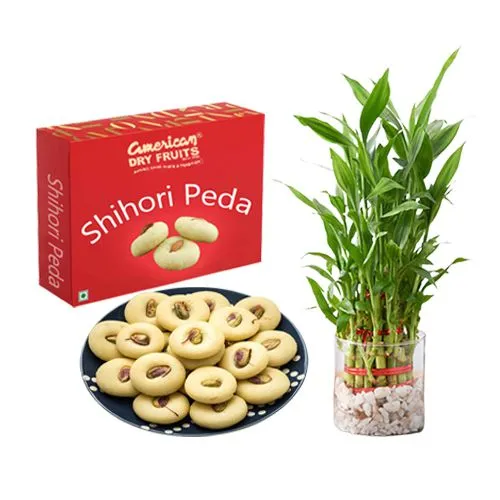 Shihori Peda from American Dry Fruits with Lucky Bamboo  Plant