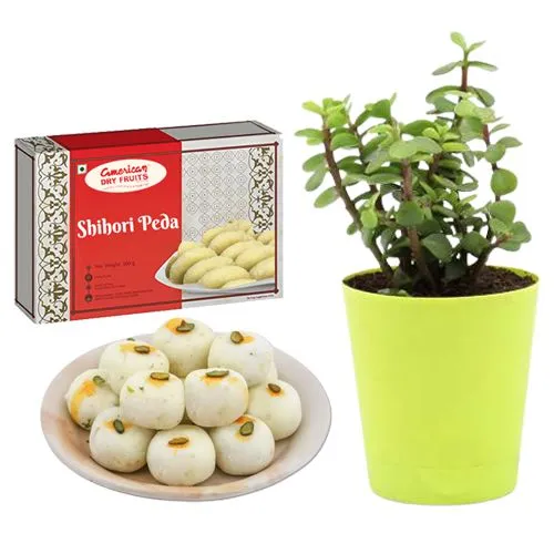 Shihori Peda from American Dry Fruits with Jade Plant