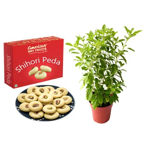 Shihori Peda from American Dry Fruits with a Tulsi Plant
