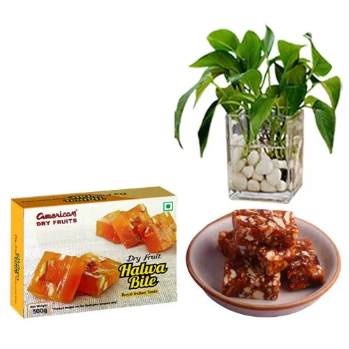 Sugarfree Dry Fruit Halwa from American Dry Fruits with Money Plant