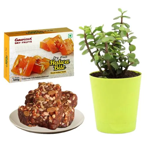 Sugarfree Dry Fruit Halwa from American Dry Fruits with Jade Plant