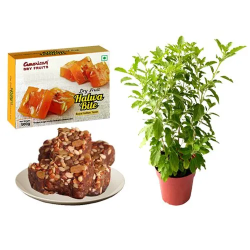 Sugarfree Dry Fruit Halwa from American Dry Fruits with Tulsi Plant