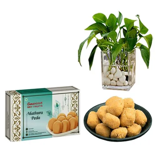 Mathura Peda from American Dry Fruits with Money Plant