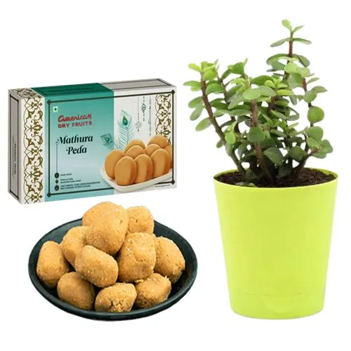 Mathura Peda from American Dry Fruits with Jade Plant