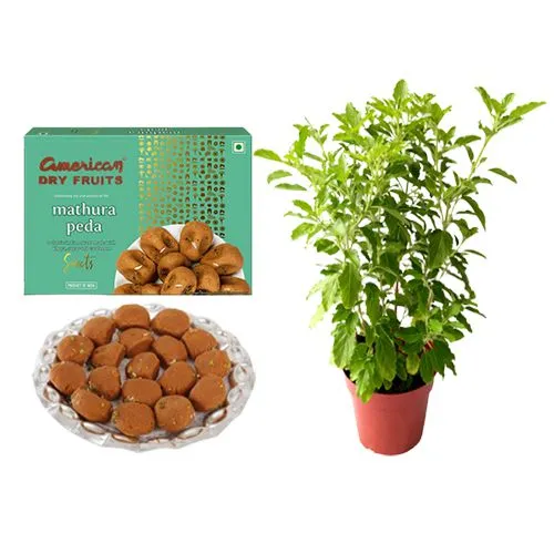 Mathura Peda from American Dry Fruits with Tulsi Plant