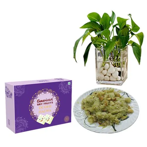Dudhi Halwa from American Dry Fruits with a Money Plant