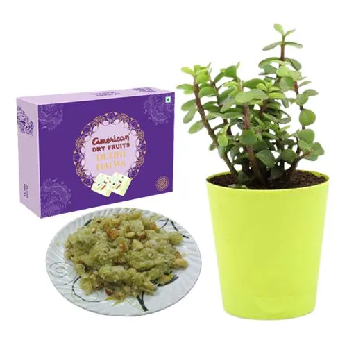 Dudhi Halwa from American Dry Fruits with a Jade Plant