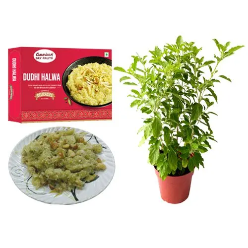 Dudhi Halwa from American Dry Fruits with Tulsi Plant
