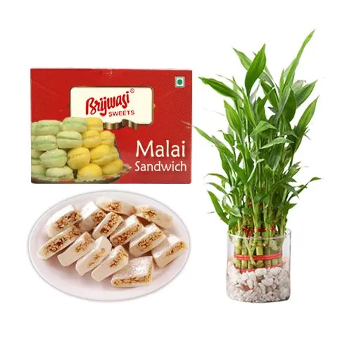 Malai Sandwich from Brijwasi Sweets with Lucky Bamboo Plant