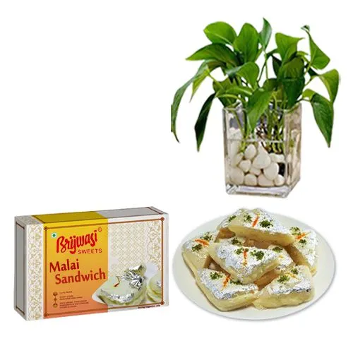 Malai Sandwich from Brijwasi Sweets with Money Plant