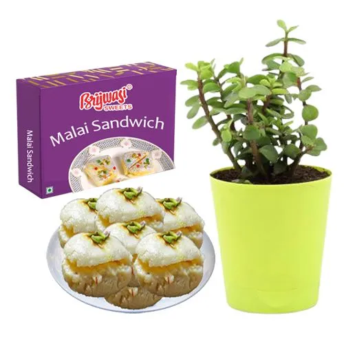 Malai Sandwich from Brijwasi Sweets with Jade Plant