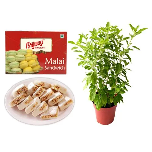 Malai Sandwich from Brijwasi Sweets with Tulsi Plant