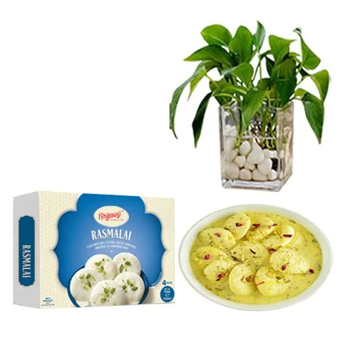 Rasmalai Medium from Brijwasi Sweets with a Money Plant