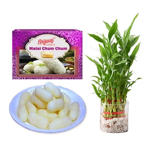 Malai Chum Chum from Brijwasi Sweets with Lucky Bamboo Plant