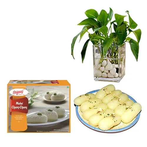 Malai Chum Chum from Brijwasi Sweets with Money Plant