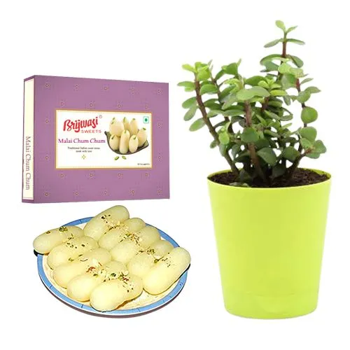 Malai Chum Chum from Brijwasi Sweets with a Jade Plant